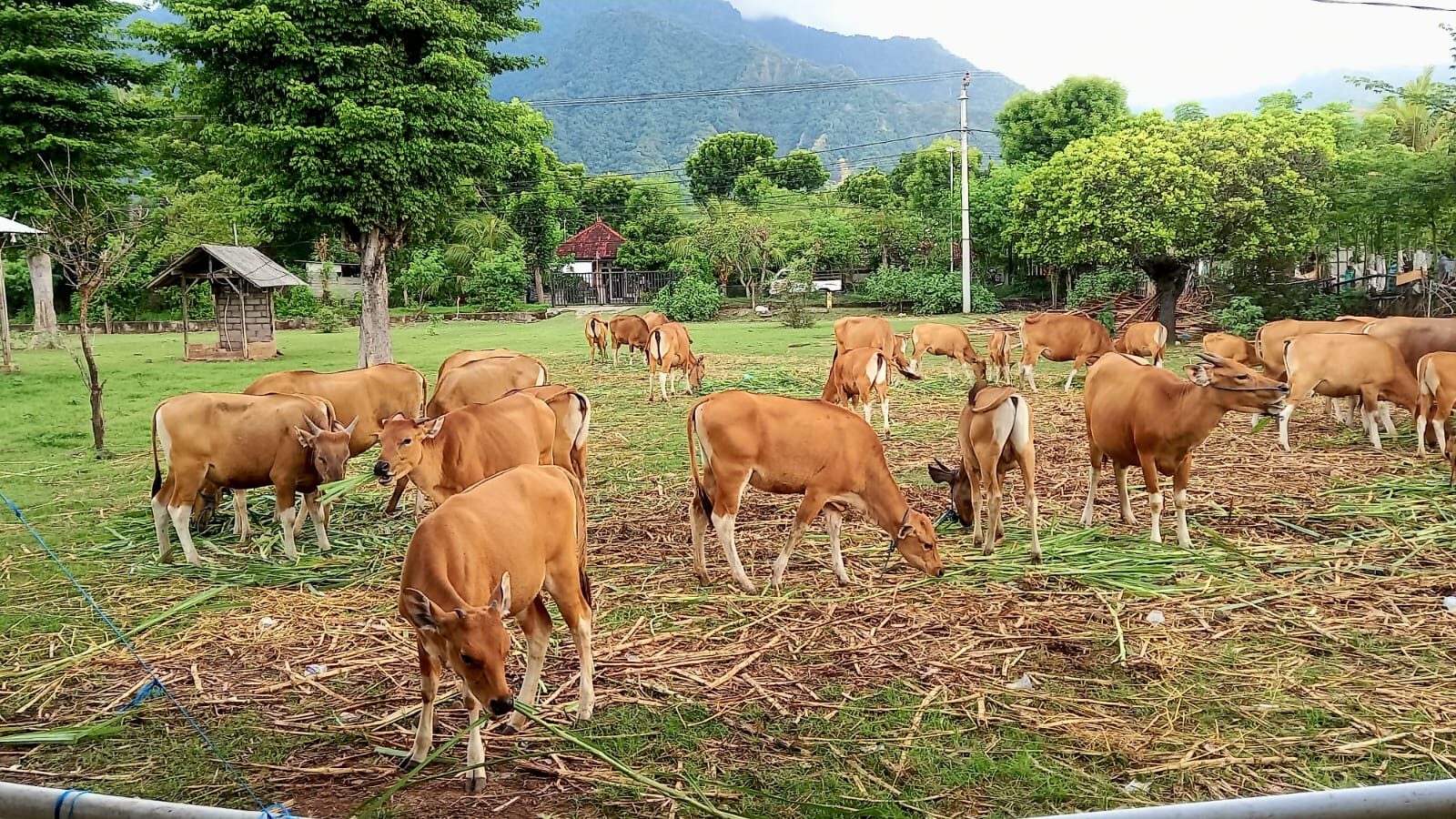 sapi