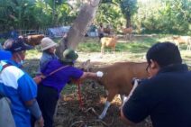 Cegah Wabah PMK, Pemkot Denpasar Gelar Vaksinasi di Desa Padang Sambian Klod 