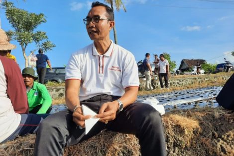 Kendalikan Inflasi Daerah Pemkab Badung Lakukan Budidaya Bawang Merah di Subak Munggu