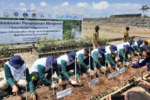 Tanggung Jawab Dampak Pembangunan, Pelindo Tanam 6,300 Bibit Mangrove