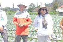 Kunjungi Petani Bawang Kintamani, Puji Rahayu: Pentingnya Akses Permodalan Bagi Petani