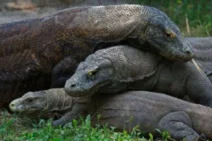 Habitat Komodo Tidak Terganggu oleh Kebakaran di Gililawa