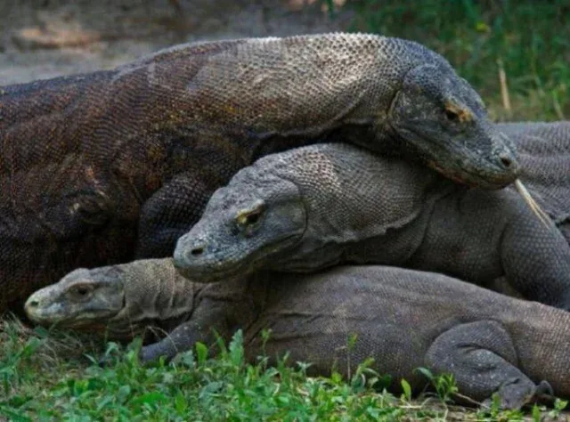 Habitat Komodo Tidak Terganggu oleh Kebakaran di Gililawa