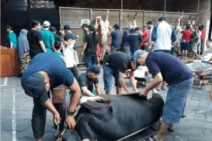 LDII – Salurkan 10 ribu Kantong Daging Kurban