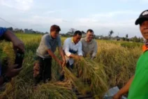 Direktur KLHK: Acungi Jempol Hasil Panen Padi di Subak Sembung Peguyangan