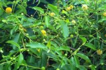 BNN: Efek Kratom Lebih Bahaya 10 Kali Lipat Dibanding Ganja