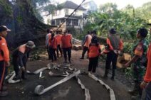 Babinsa Klungkung dan BNPB Evakuasi Pohon Tumbang