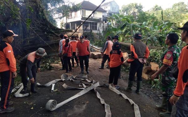 Pohon tumbang