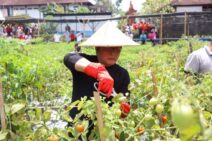 Wujudkan Ekosistem Pertanian Berkelanjutan di Badung