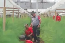 Budidaya Asparagus Jadi Program Pembinaan Unggulan Lapas Narkotika Bangli