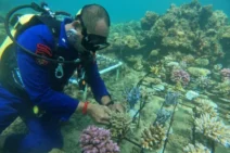 Sat Polairud Polres Buleleng Transplantasi Terumbu Karang di Perairan Desa Kaliasem