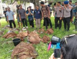 Puluhan Penyu Ditemukan Dipantai Pemuteran