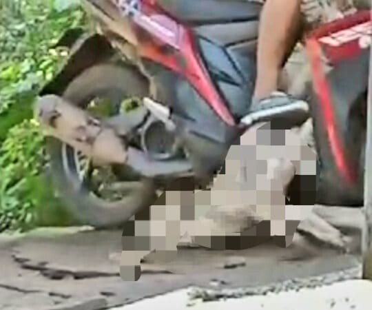 anjing liar