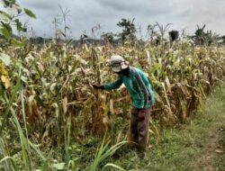 Petani Buleleng Menjerit, Harga Anjlok, 60 Hektar Ladang Jagung Tidak Terjual
