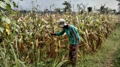 jagung