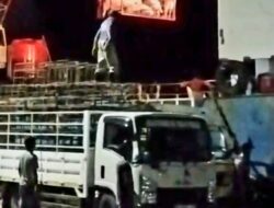 500 Ribu Ekor Babi Bali Mati Akibat ASF, Peternak  Rugi Rp 2 Triliun Lebih