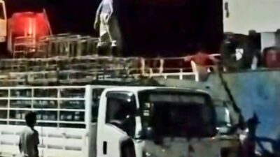500 Ribu Ekor Babi Bali Mati Akibat ASF, Peternak  Rugi Rp 2 Triliun Lebih