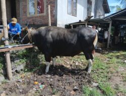 Dari Kandang di Buleleng ke Istana: Sapi Sukata Jadi Hewan Kurban Presiden