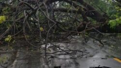 pohon