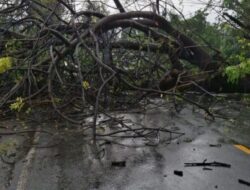 Akibat Hujan Deras, Pohon Perindang Tumbang