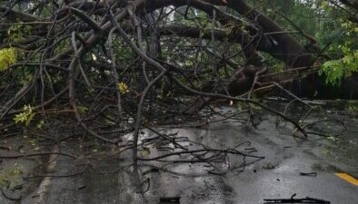 pohon