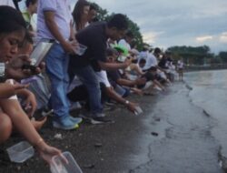 Semarak Tumpek Krulut di Lovina: 50 Tukik Dilepas ke Laut sebagai Wujud Cinta untuk Alam