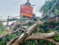 Antisipasi Pohon Tumbang, DLHK Dorong Perompesan Pohon Perindang