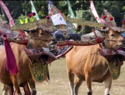 Gemuruh Tradisi Sampi Gerumbungan Warnai Lovina Festival 2025