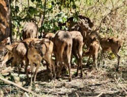 Dilepas ke Alam Liar, 12 Rusa Timor Kembali Menghuni Hutan Taman Nasional Bali Barat