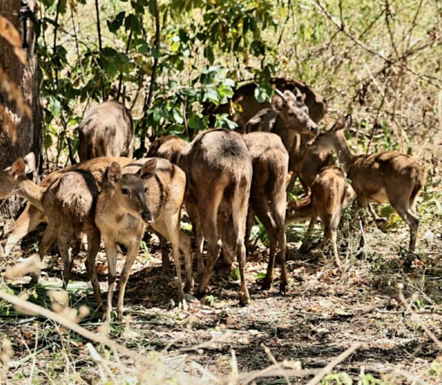 Rusa