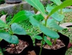 HUT Mangupura Ke-16, Pemkab Badung Imbau Ucapan Lewat Bibit Tanaman