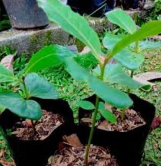 pohon ketapang1.1