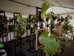 Aneka Jenis Simbar Dipamerkan di Mangupura Platycerium Exhibition
