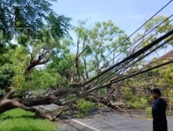Pohon Besar Tumbang, Jalur Gilimanuk – Seririt Macet, Polsek Seririt Identifikasi Pohon Rawan Tumbang