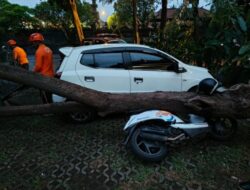 Pohon Cemara Tumbang di Kampus Undiksha, Sejumlah Kendaraan Rusak Tertimpa Pohon