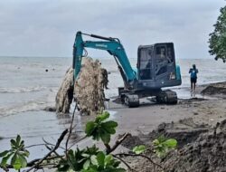Paus Mati Membusuk Terdampar di Lovina, Warga Evakuasi di Tengah Cuaca Ekstrem