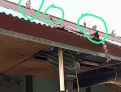 Kawanan Monyet Liar Rusak Bangunan SD 2 Desa Wanagiri