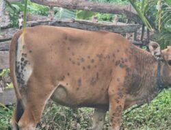 Temuan Sapi Terpapar LSD di Gerokgak, Pemkab Buleleng Perketat Pengawasan Ternak