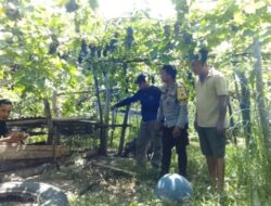 Diduga Dicuri Tengah Malam, Delapan Anak Babi Warga Gerokgak Hilang