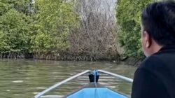 mangrove2