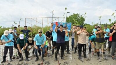 mangrove wagub