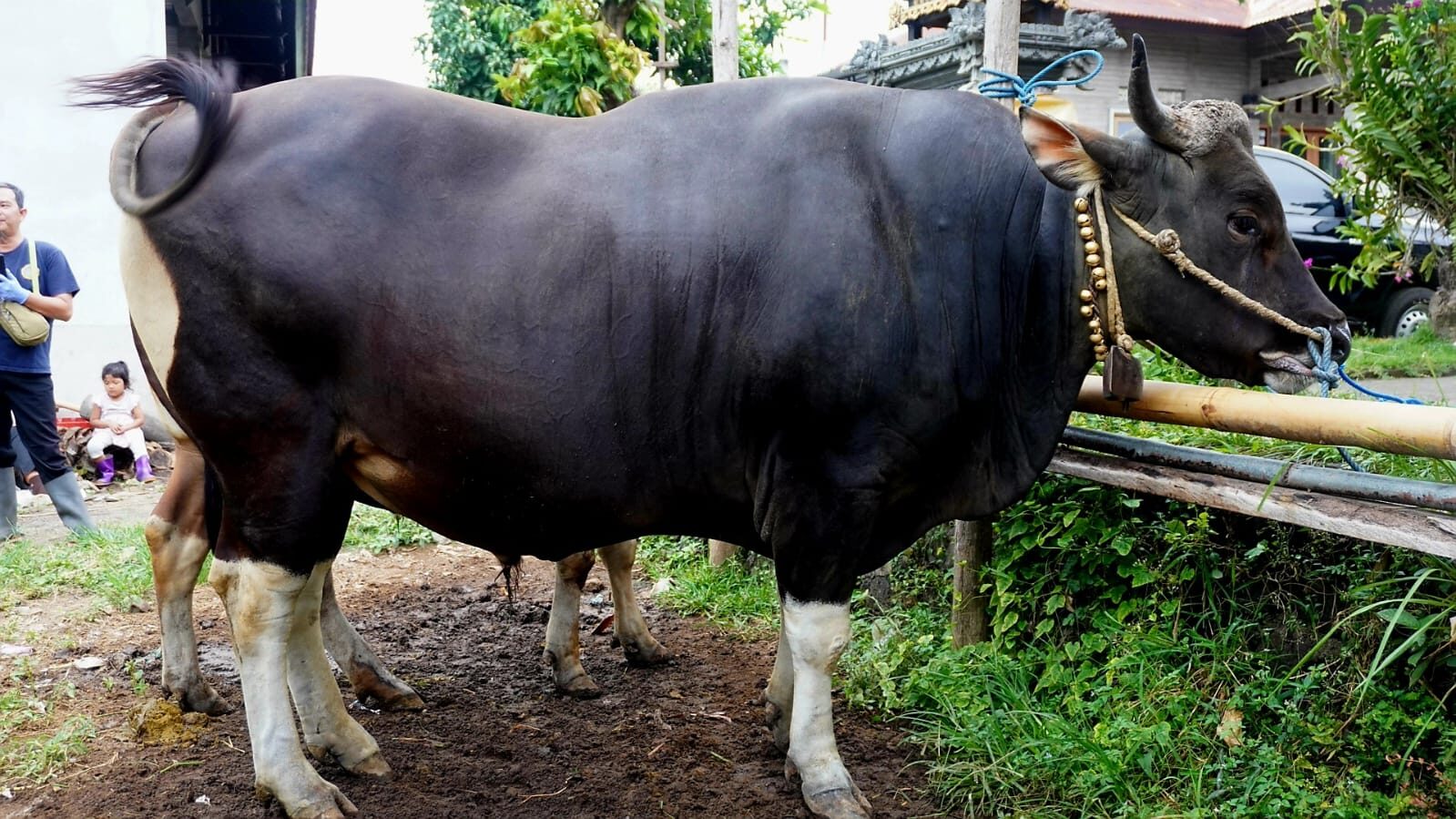 sapiprabowo