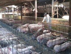 Antisipasi Penyakit Menular pada Babi, Dinas Pertanian Tabanan Terbitkan Surat Edaran dan Bagikan Desinfektan