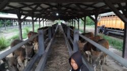 sapi 1