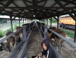 Gunakan Dokumen Palsu, Karantina Bali Amankan Pengiriman 25 Sapi ke Lampung