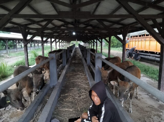 sapi 1