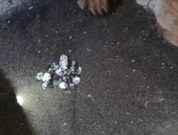 Ratusan Telur Penyu Hijau Diselamatkan, Nelayan dan Relawan Banyuasri Bergerak Tengah Malam