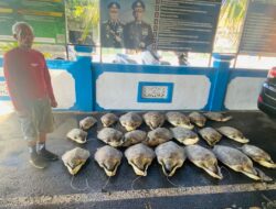 Dikirim dari Madura, 21 Penyu Hijau Gagal Diperdagangkan di Buleleng