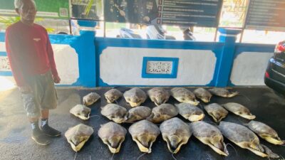 Dikirim dari Madura, 21 Penyu Hijau Gagal Diperdagangkan di Buleleng