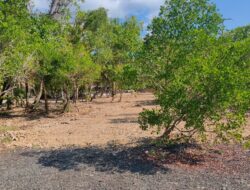 Polemik Pesisir Sumberkima, Mangrove Dibabat dan Pantai Diklaim Bersertifikat